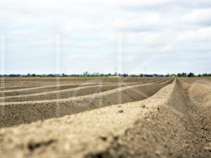 Aardappelteelt (16B4256)