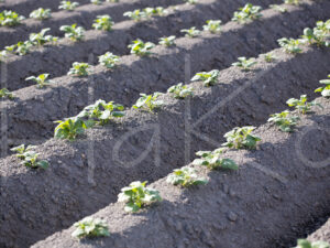Aardappelteelt (16B5953)
