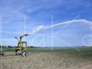 Uienteelt (16B6247)