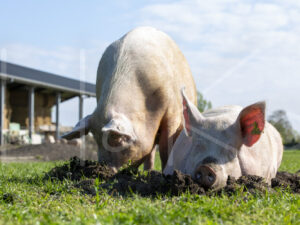 Varkens (16B4797)