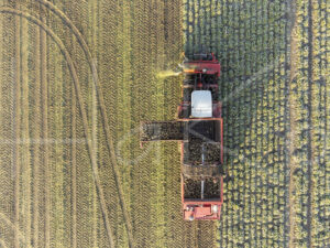 Suikerbietenteelt (DJI_0986)